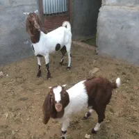 بزوبزغاله