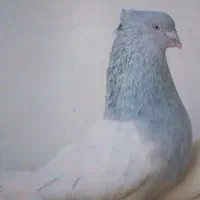 کبوتر