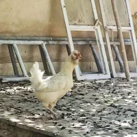 مرغ تخمگذار