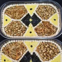 غذای خونگی مادرانه. ناهار و شام
