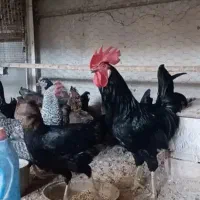 مرغ مشکی سیاه خروس کل تهران با قصاب