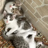 واگذاری بچه گربه