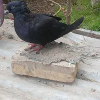 یک عدد زاغ دم سفید ویک عدد سرخ دم سفید