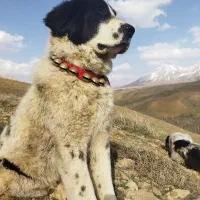 سه تا توله قدریجونی