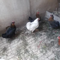 مرغ کرچ