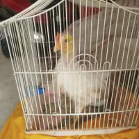 یک عدد جوجه مرغ خانگی