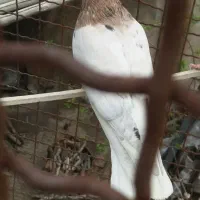 کبوتر