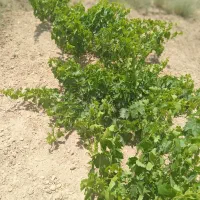 فروش باغ انگور دلبران