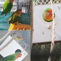 طوطی برزیلی (کوتوله)