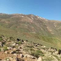 پنیر گوسفندی
