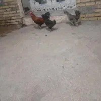 مرغ خروس