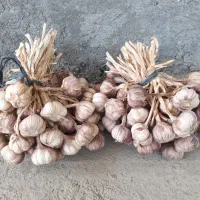 فروش سیر شیرین و درشت ییلاق