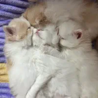 توله گربه پرشین