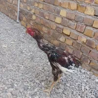 جوجه خروس لاری اصل افغان