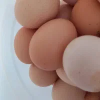 تخم مرغ محلی