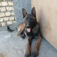 توله 8ماهه مالینویز نر