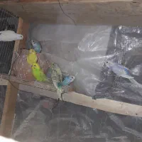 مرغ عشق