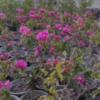فروش یکجا انار و گل کاغذی به قیمت