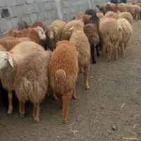 گوسفند 22 مغان عددنر|حیوانات مزرعه|پارس‌آباد, |دیوار