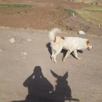 سگ گله ای