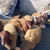 بره نر|حیوانات مزرعه|هیر, |دیوار