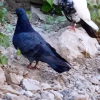 کبوتر