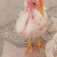 جوجه