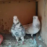 چند جفت کفتر هم جنس هم پرش