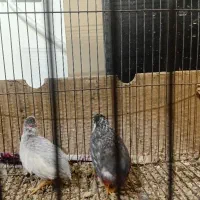 بلدرچین مینیاتوری