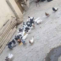 کفتر آلمانی و رنگه