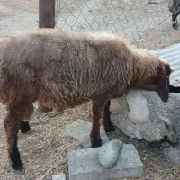 بره|حیوانات مزرعه|شنبه و طسوج, |دیوار