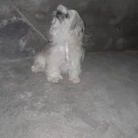 سگ توضیحات خونده بشه