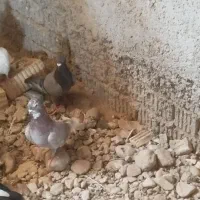 فروش سه تا کفتر