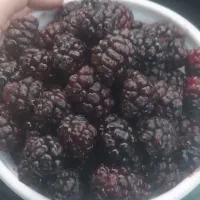 شاتوت درجه یک سیاه