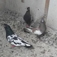 کفتر|پرنده|مشهد, گاز|دیوار