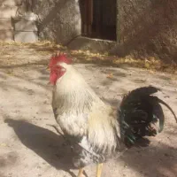 تخم مرغ نطفه دار برهما و جهادی دورگه نژادبرتربازار