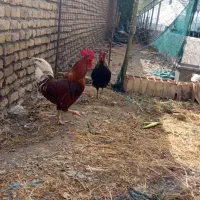 خروس فروشی