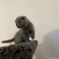 توله گربه بریتیش دو ماهه بلو خانگی