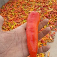 حدود ۵۰۰ کیلو فل فل گلخانه ای