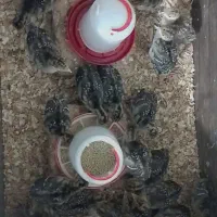 جوجه بوقلمون 20 روزه سالم و سرحال