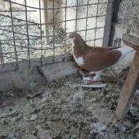 کبوتر|پرنده|الوند, |دیوار