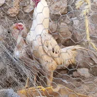 مرغ وخروس لاری