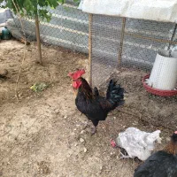 خروس جوان مرغ گیر