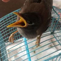 جوجه مینا شهریار