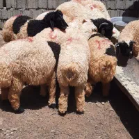 بره نر
