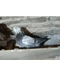 کبوتر|پرنده|خمین, |دیوار