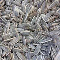 تخمه کانادایی تخمه کدو تولید روز