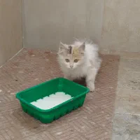 گربه خانگی|گربه|یزد, |دیوار