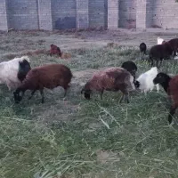 بره نر میش و بز موجود است