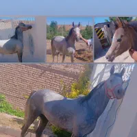 مادیان و کره عرب مصری شناسنامه دار